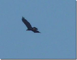 sea eagle 1