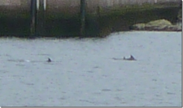 more dolphins